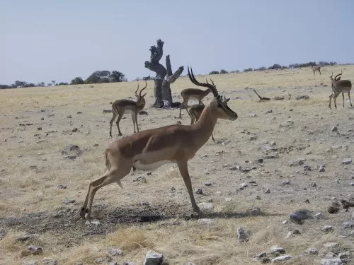 Impala Getting Frisky